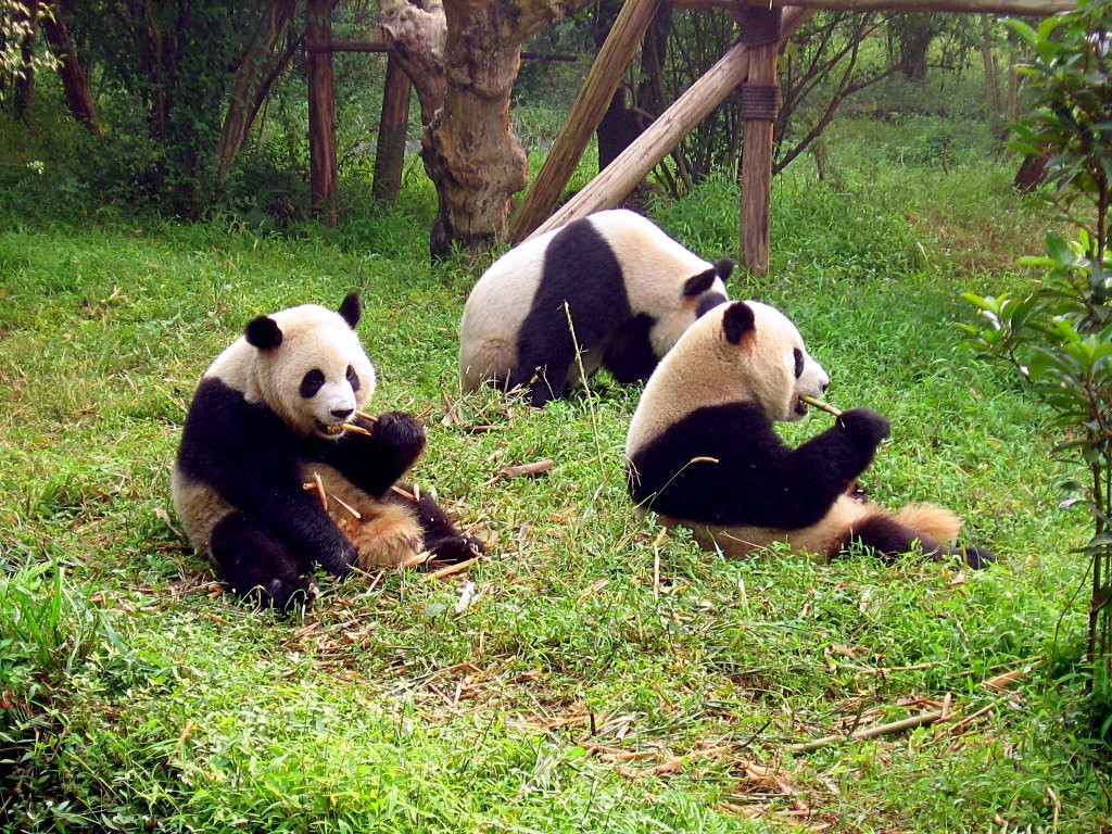 Chengdu Research Base of Giant Panda Breeding gallery image 2